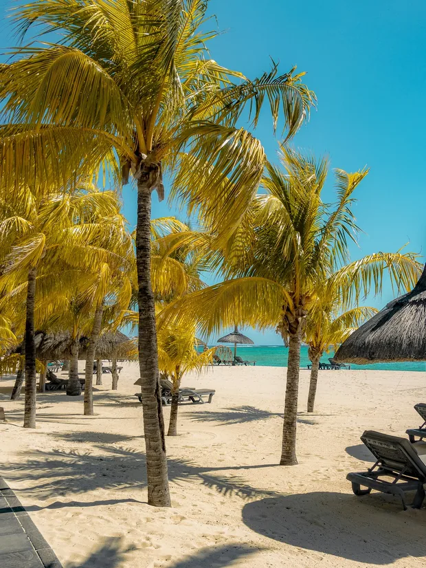 Palm-lined beach with loungers on the east coast